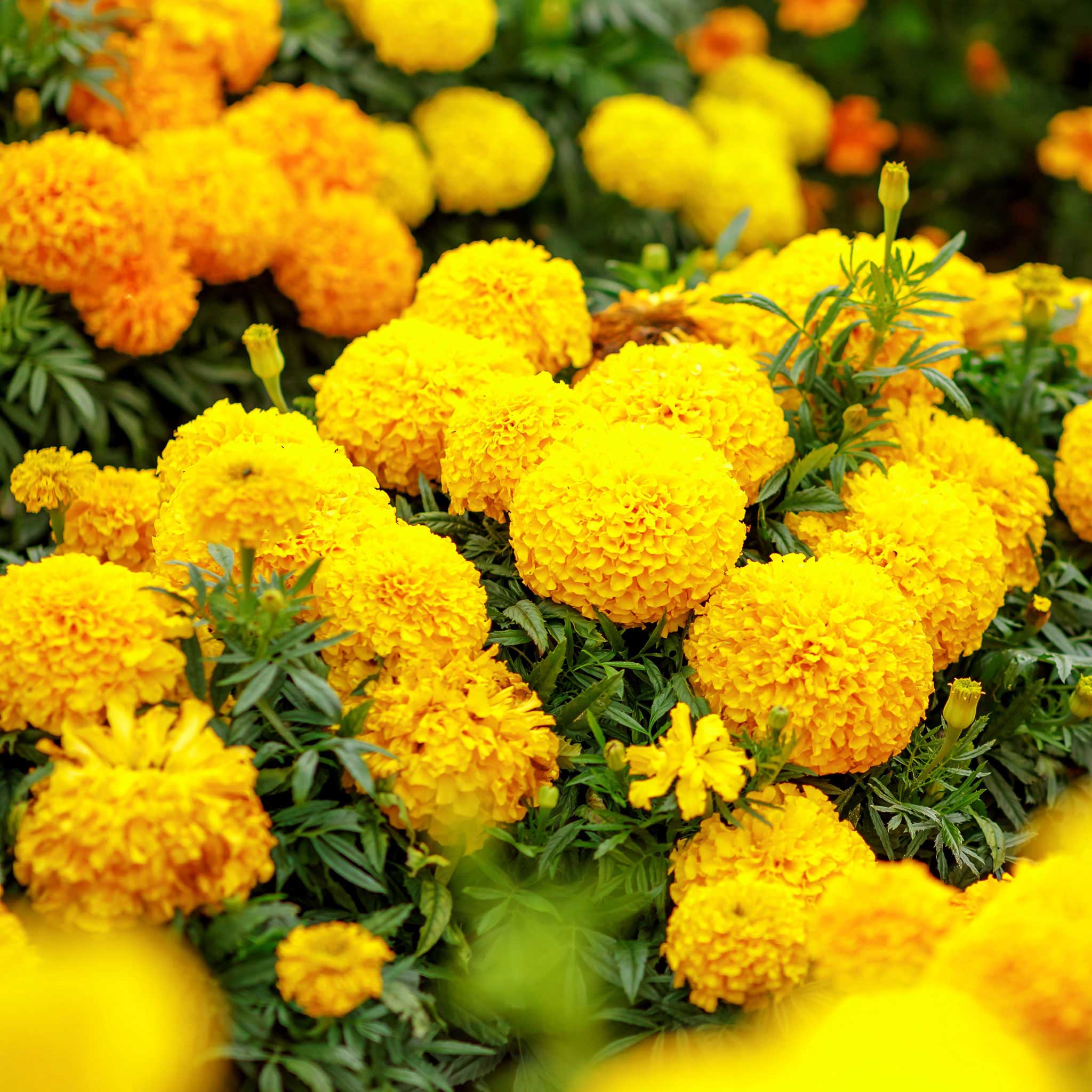 African Marigold Seeds - Mary Helen