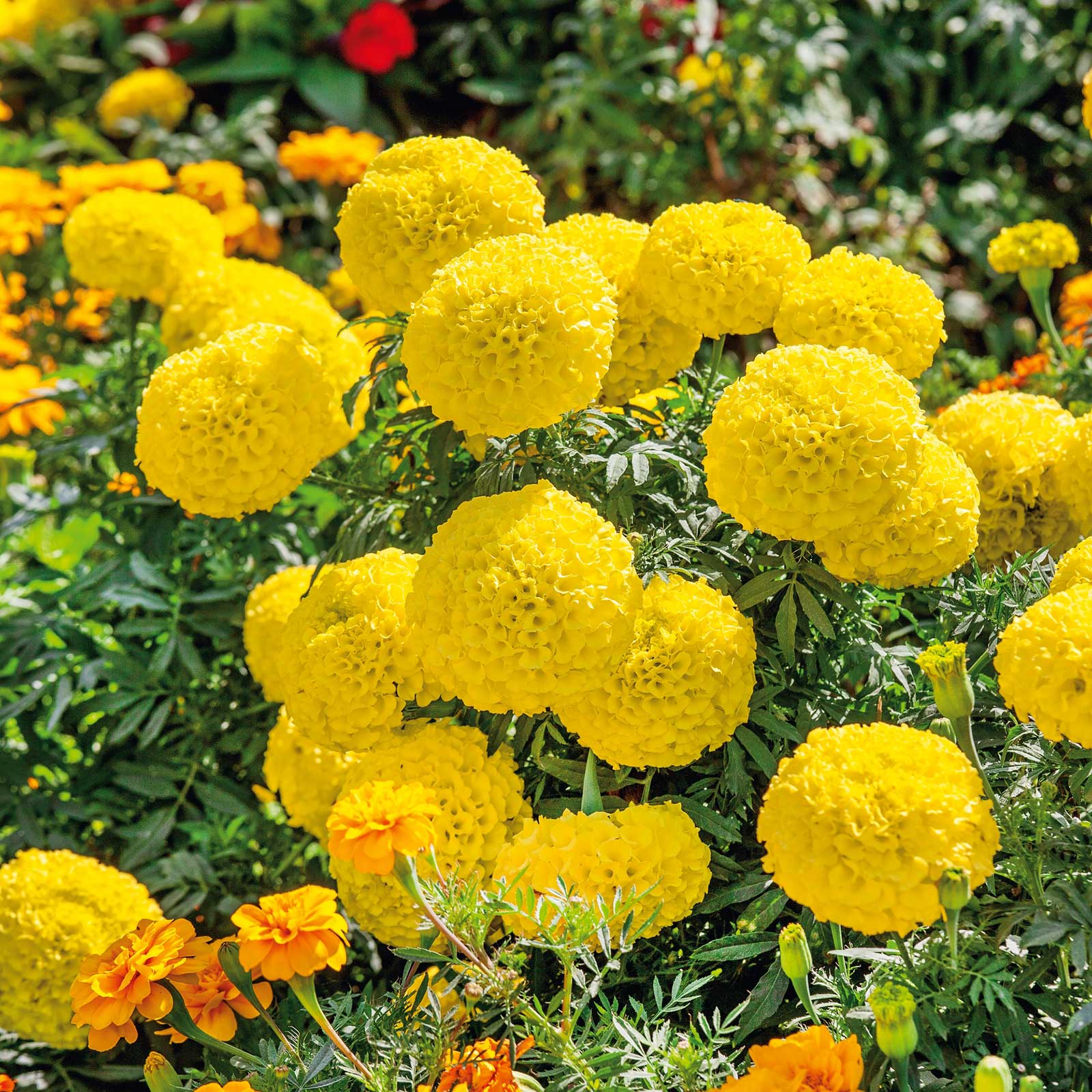 African Marigold Seeds - Mary Helen