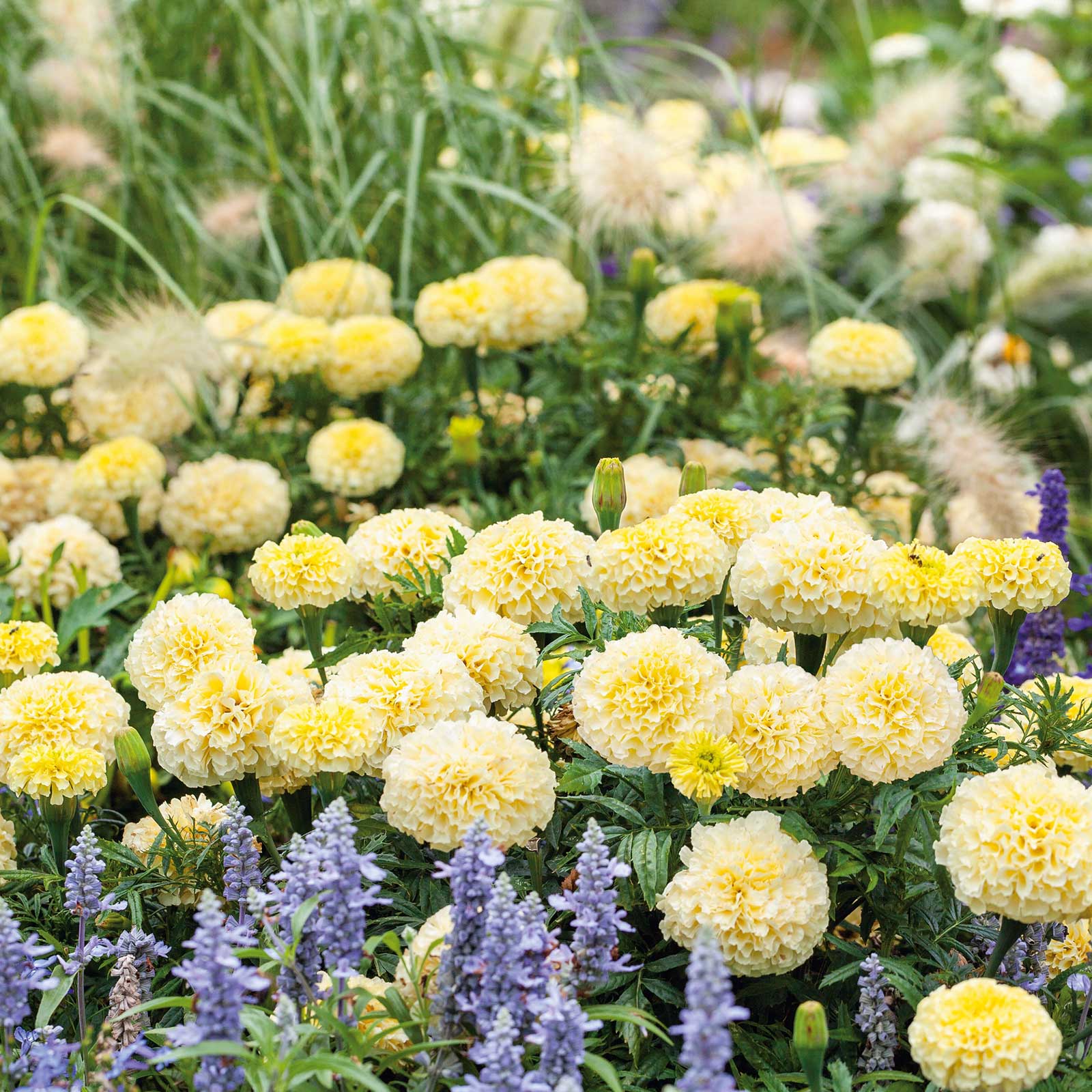 African Marigold Seeds - Moonlight