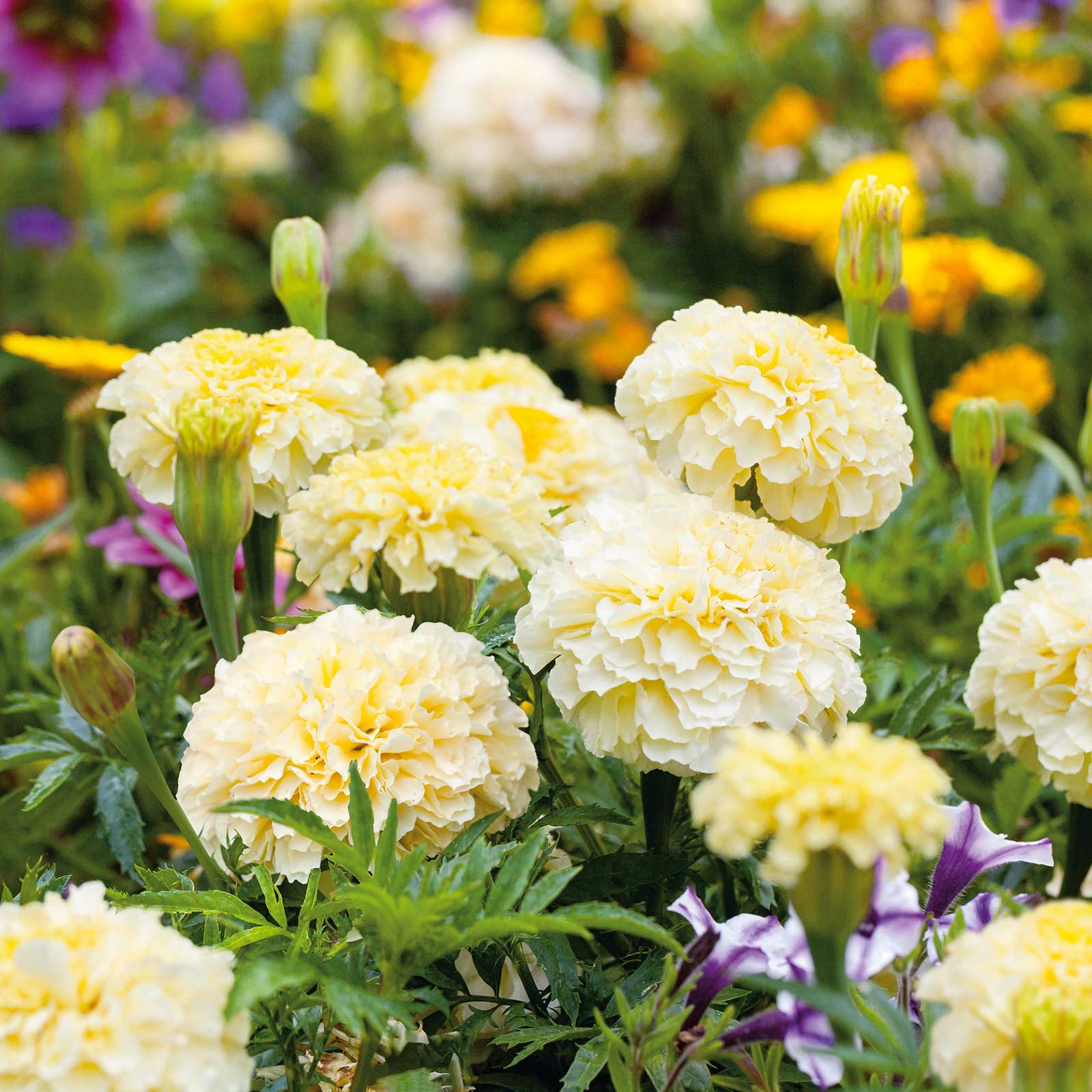 African Marigold Seeds - Moonlight