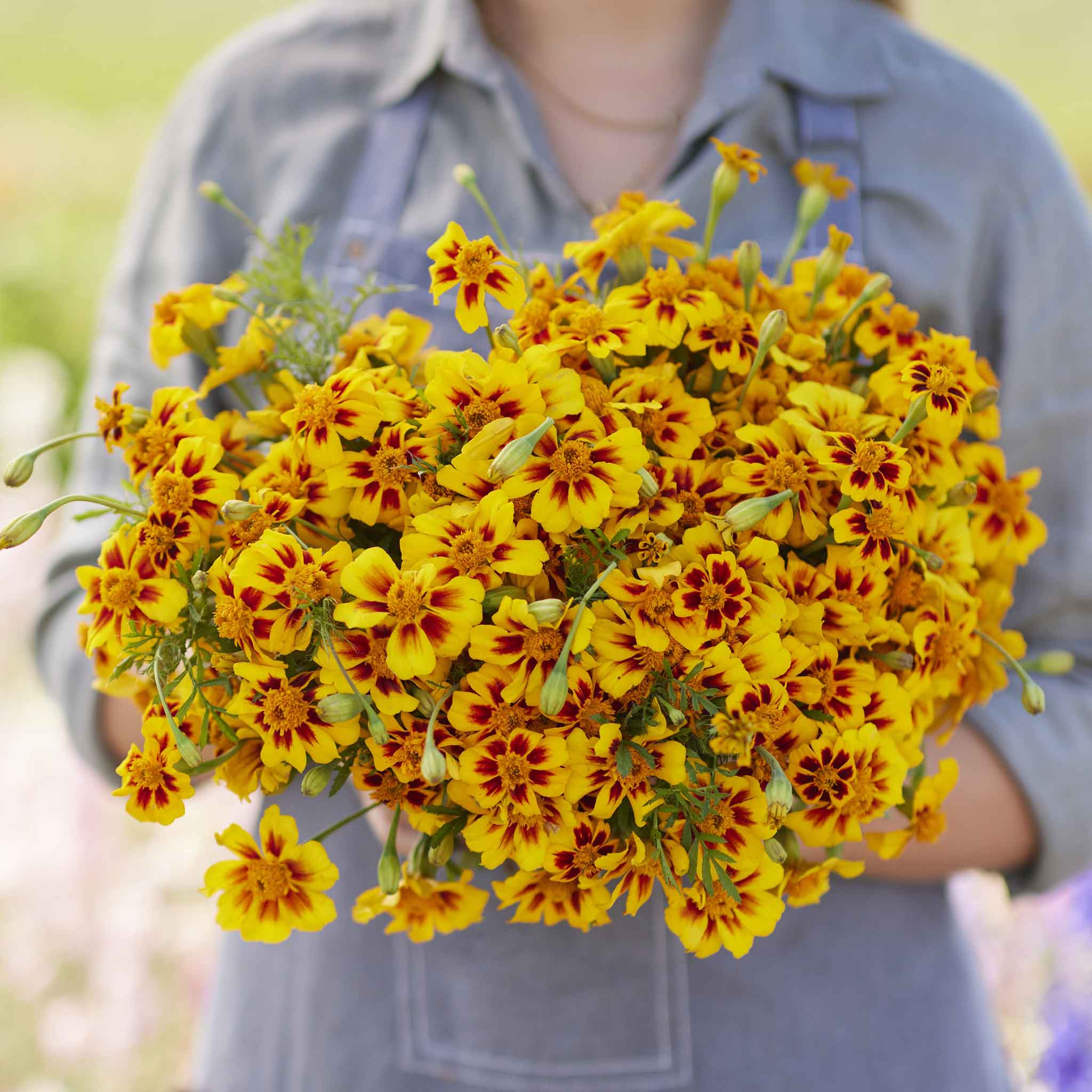 French Marigold Seeds - Naughty Marietta