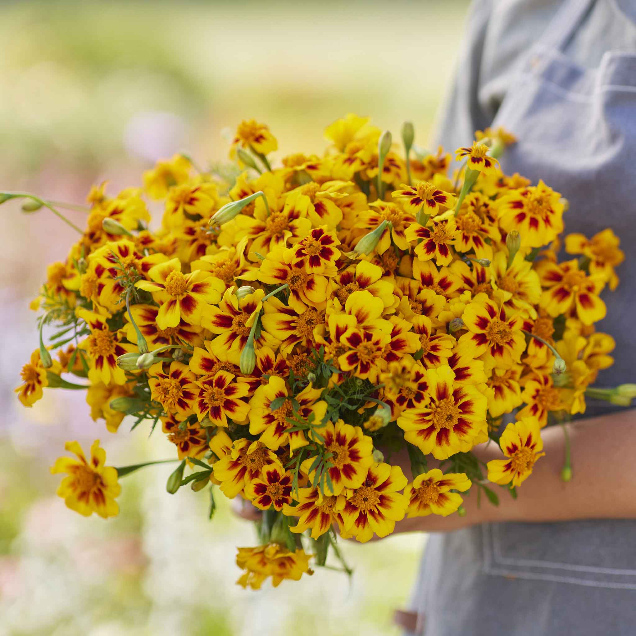 French Marigold Seeds - Naughty Marietta