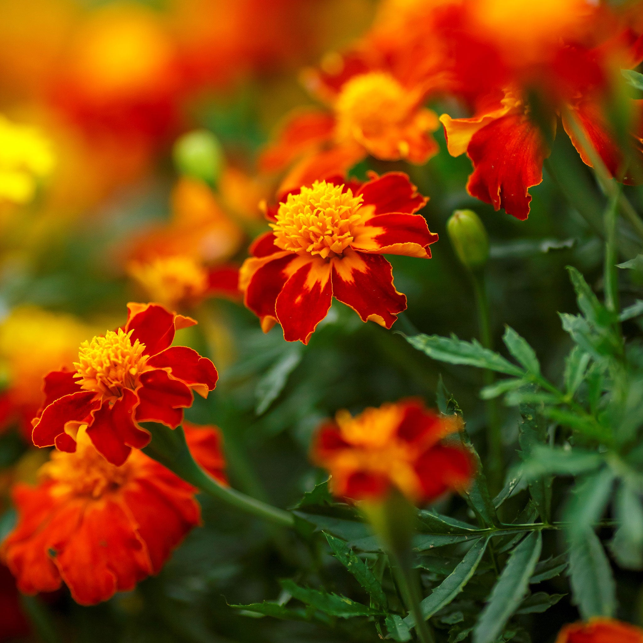 French Marigold Seeds - Orange Flame