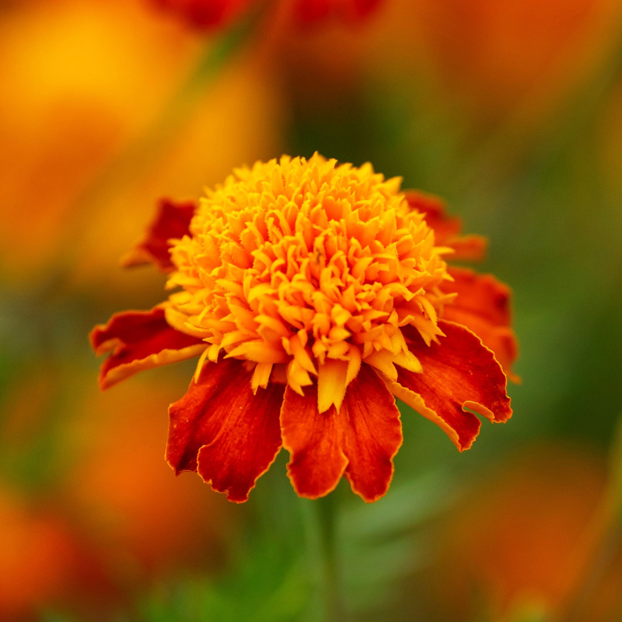 French Marigold Seeds - Orange Flame