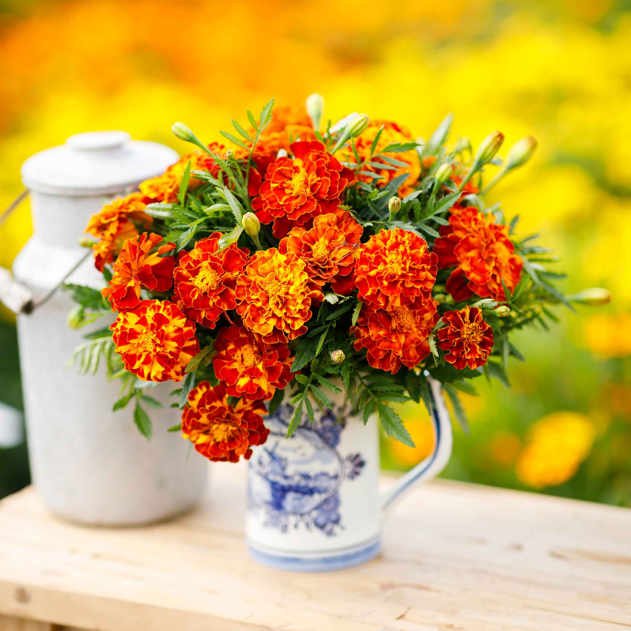 Organic Marigold Seeds - Sparky Mix