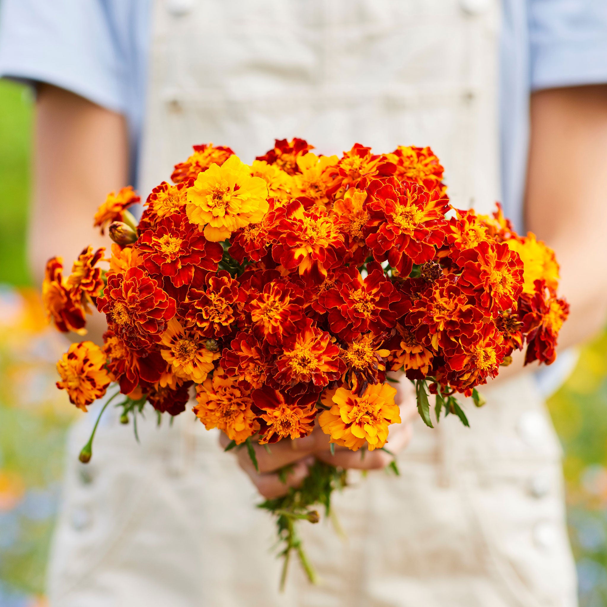 French Marigold Seeds - Panther