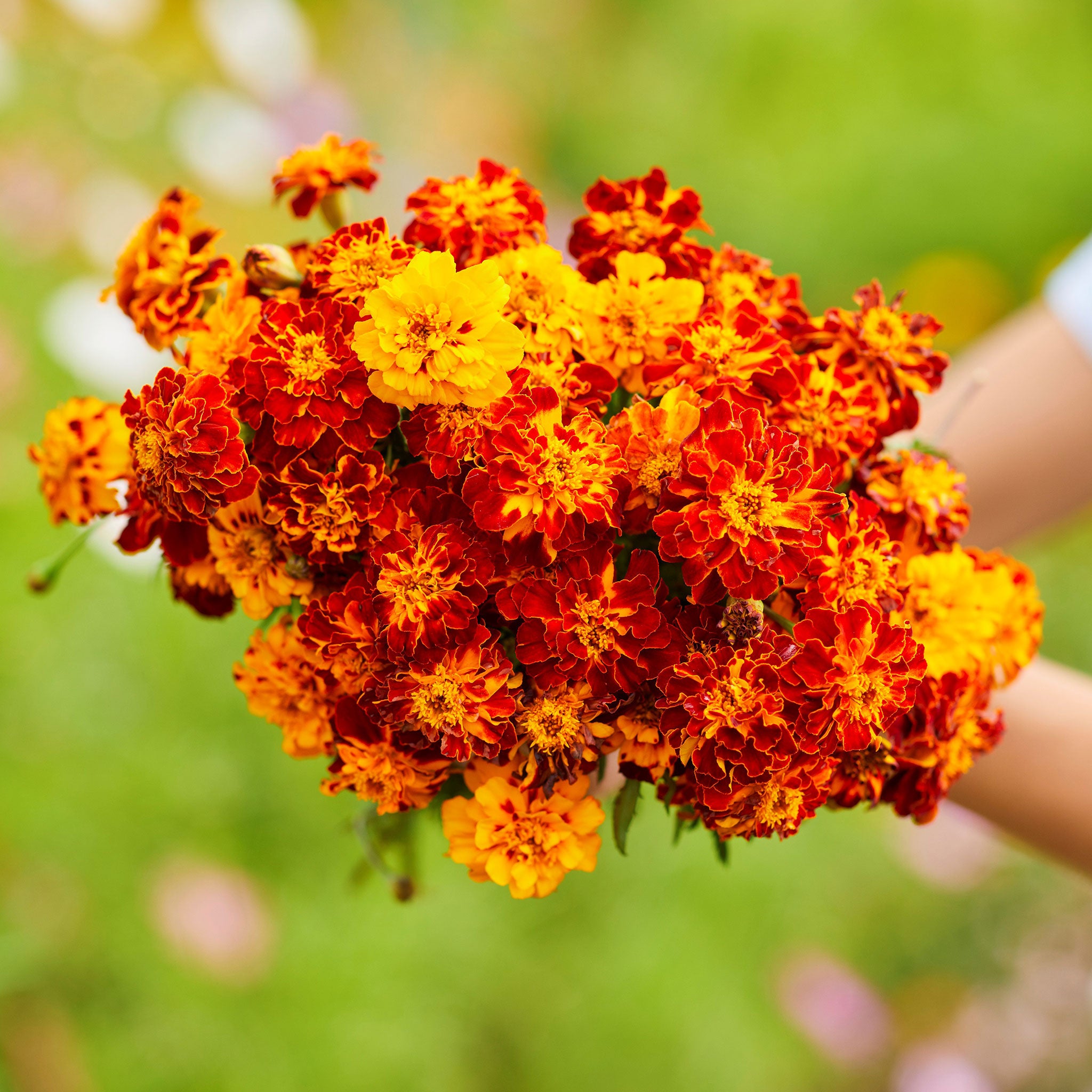 French Marigold Seeds - Panther