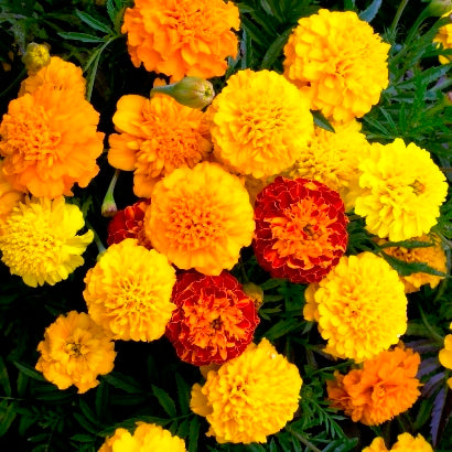 French Marigold Seeds - Petite Mix