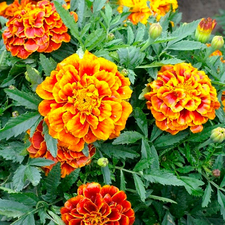 French Marigold Seeds - Queen Sophia