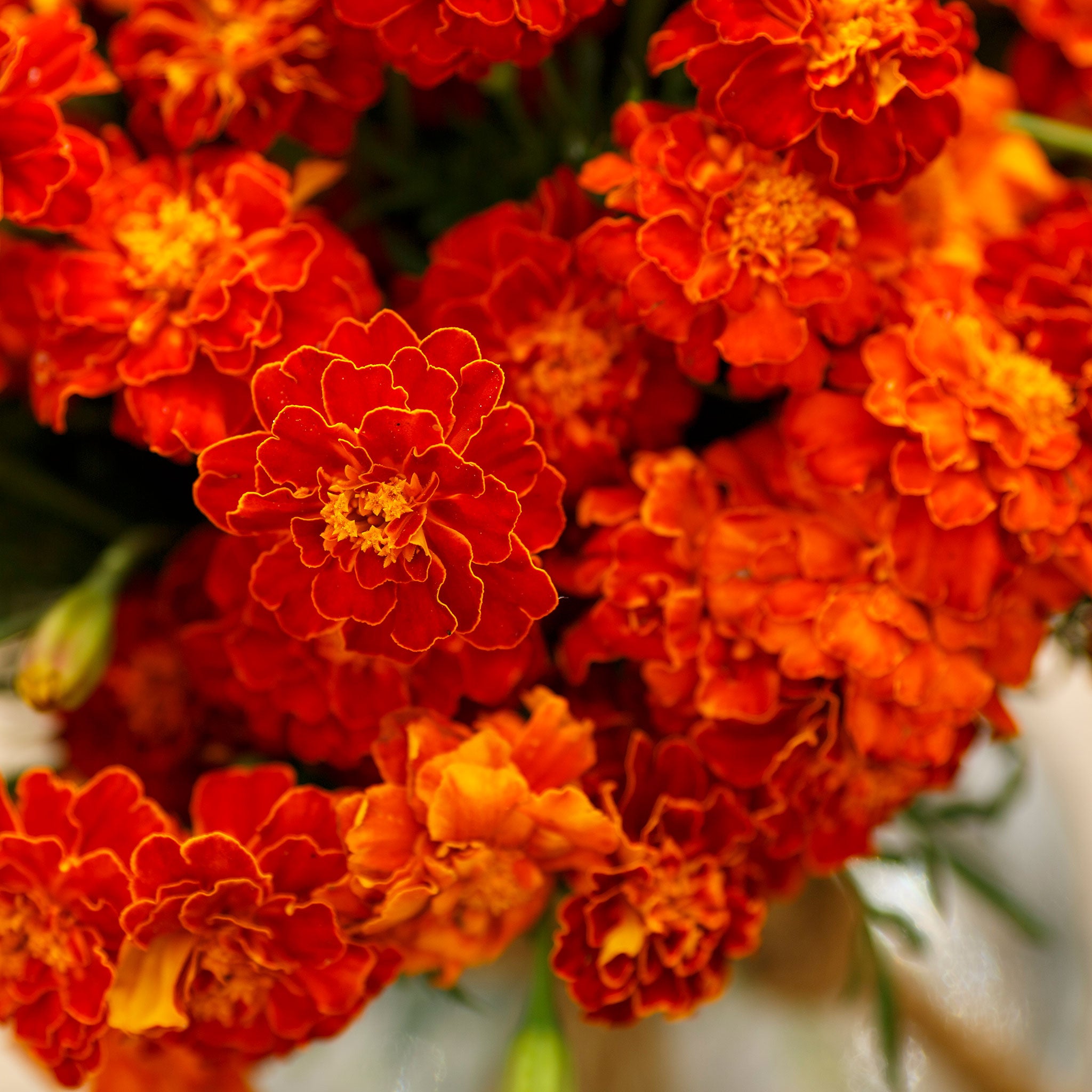 French Marigold Seeds - Red Cherry