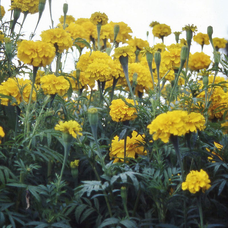 African Marigold Seeds - Smiles