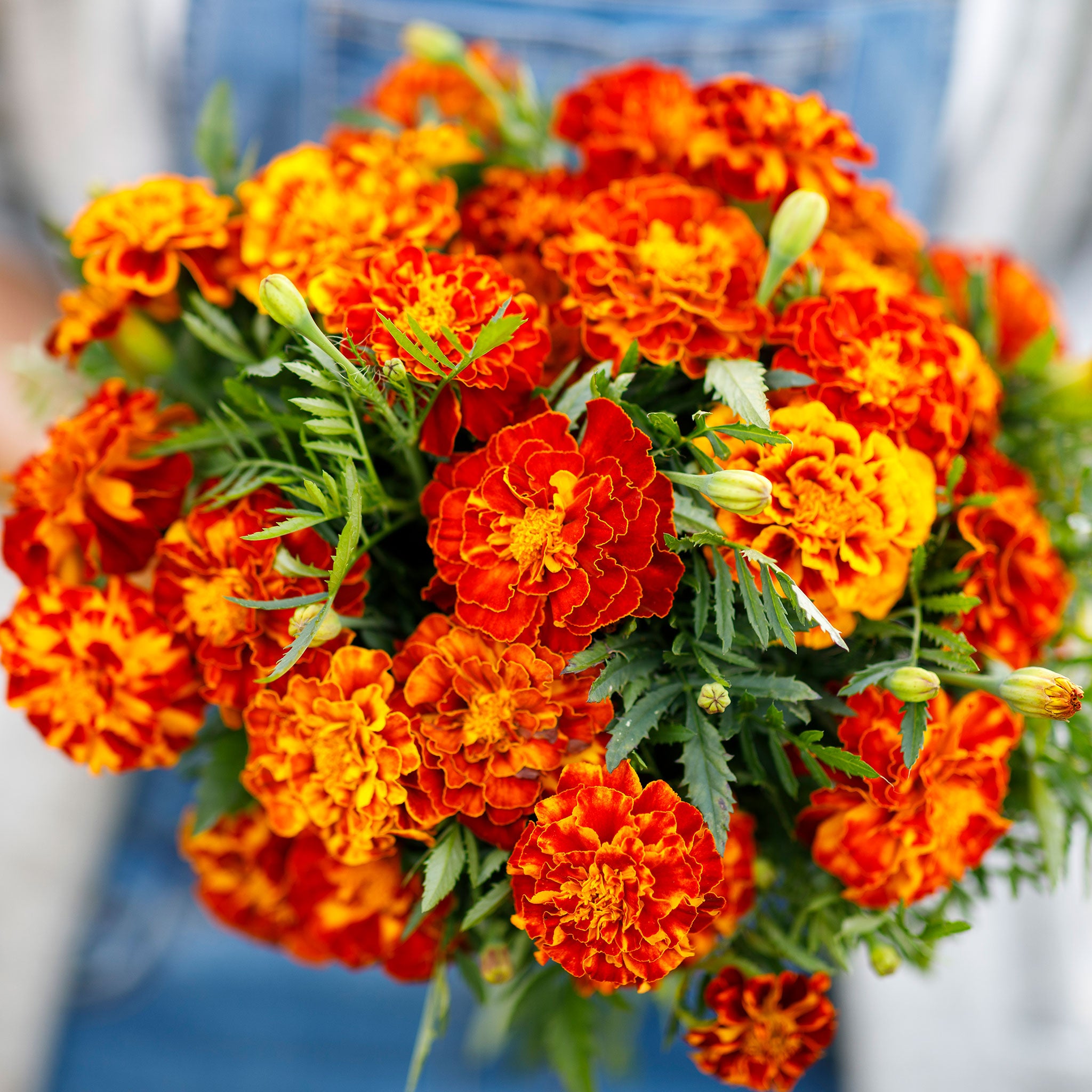 French Marigold Seeds - Sparky Mix