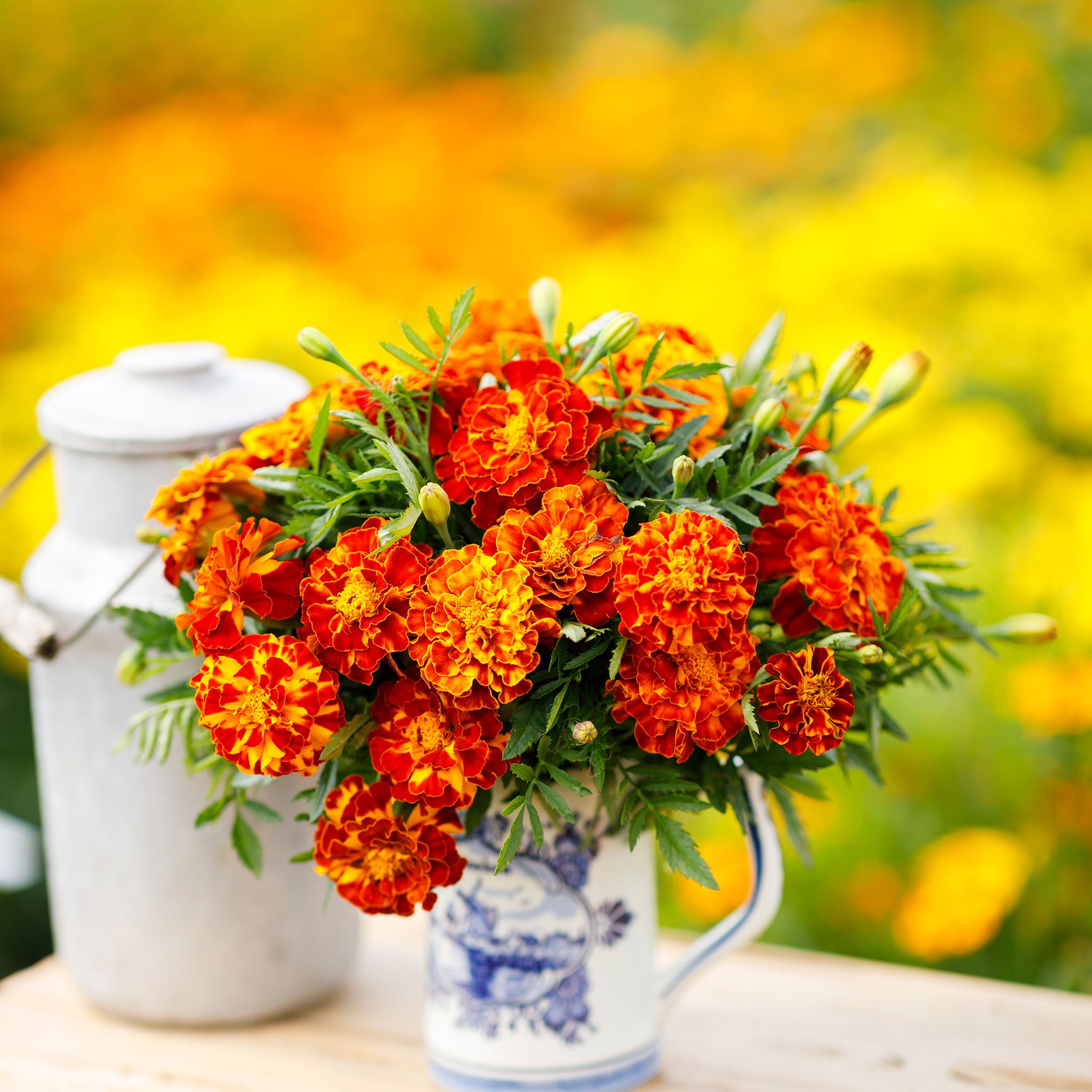 French Marigold Seeds - Sparky Mix