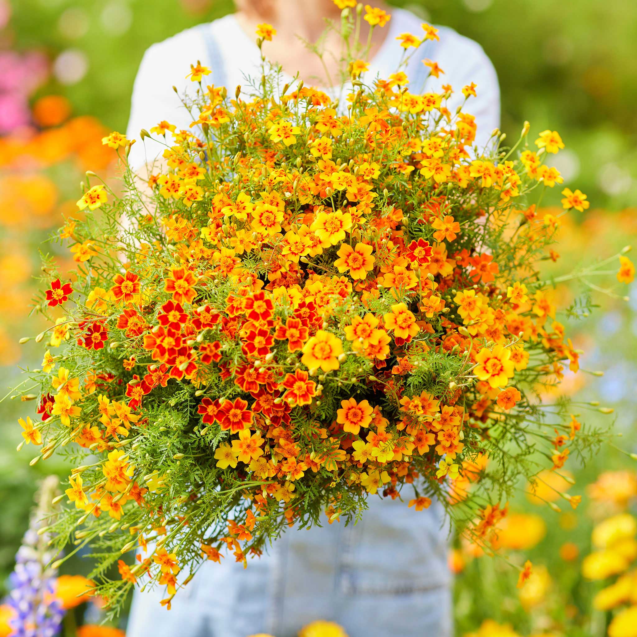 Marigold Seeds - Starfire Mix