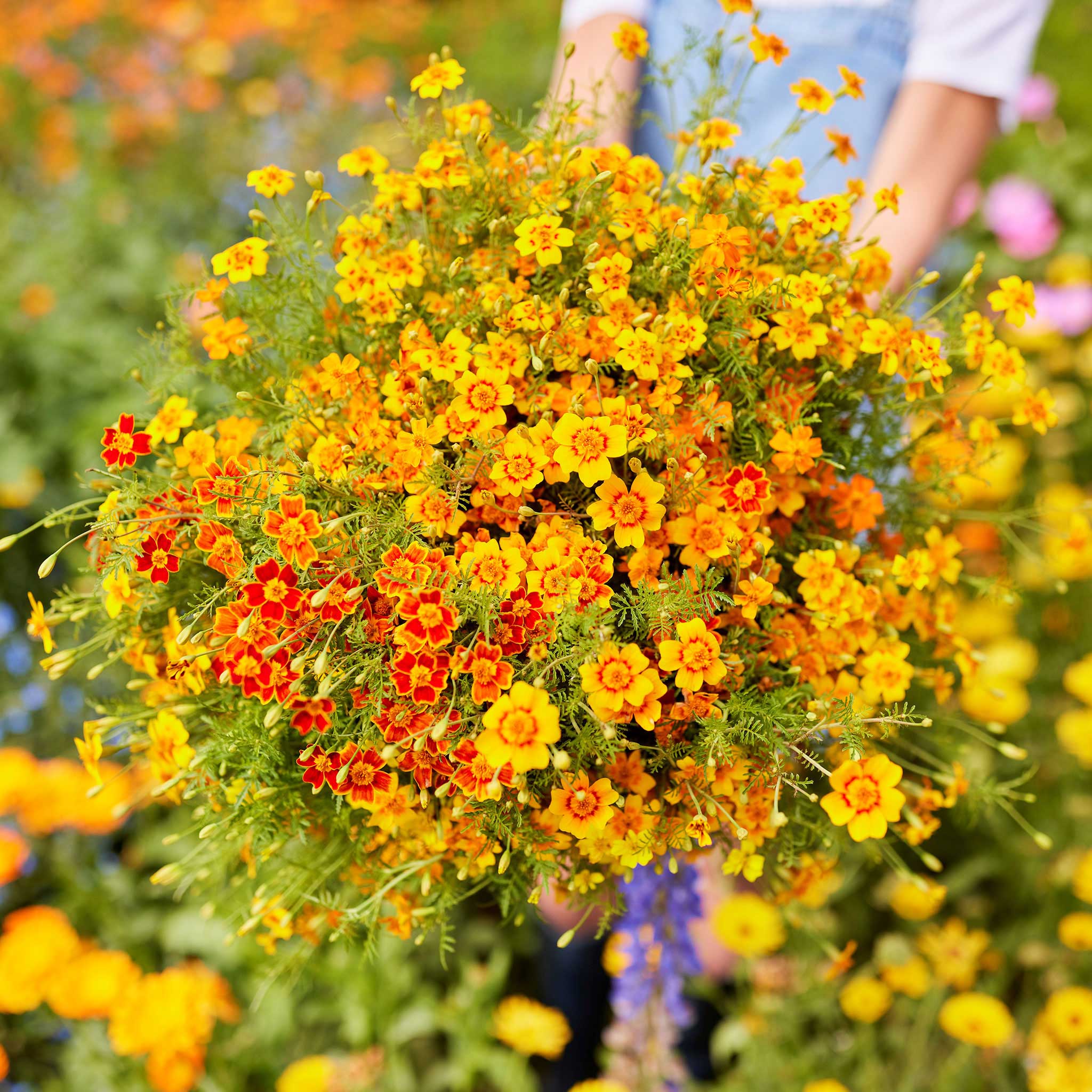 Marigold Seeds - Starfire Mix