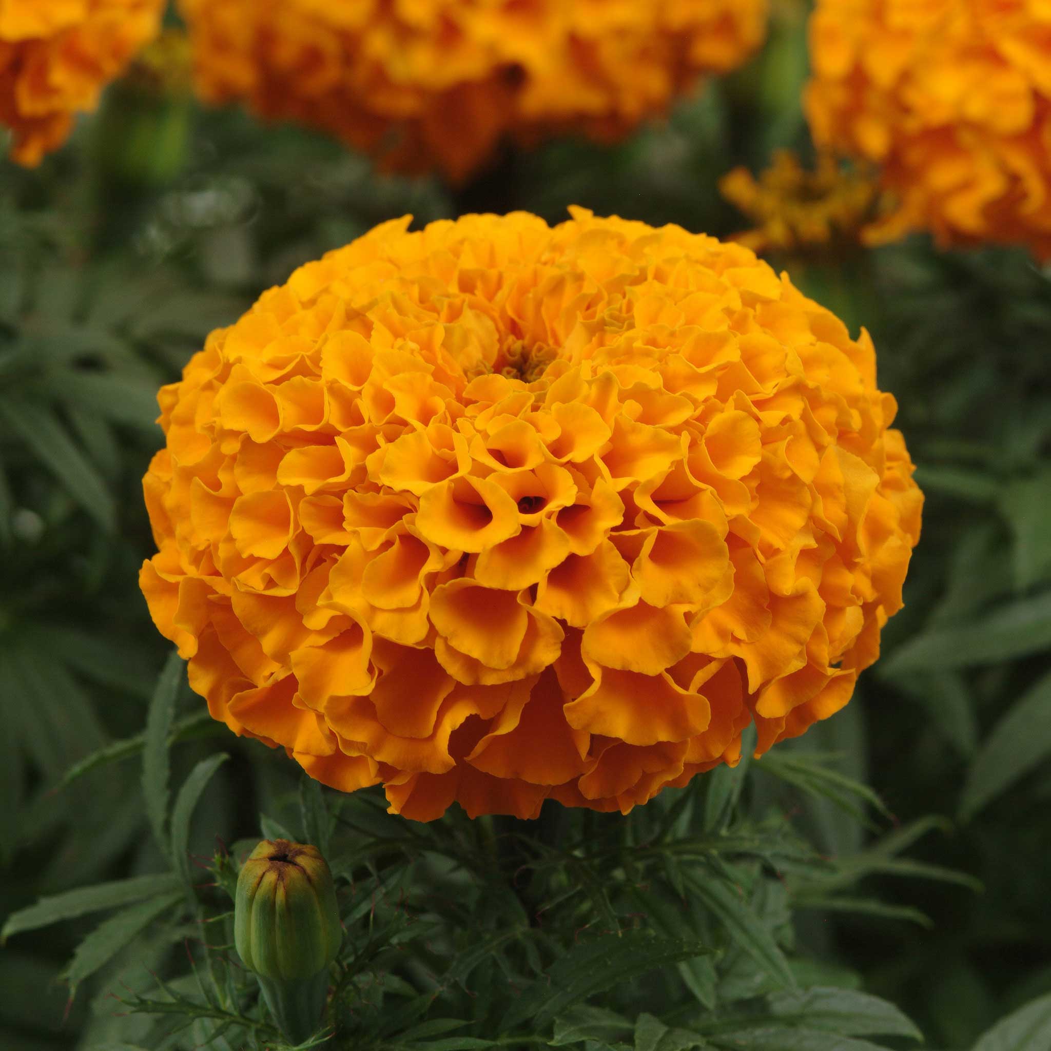 African Marigold Seeds - Taishan Orange