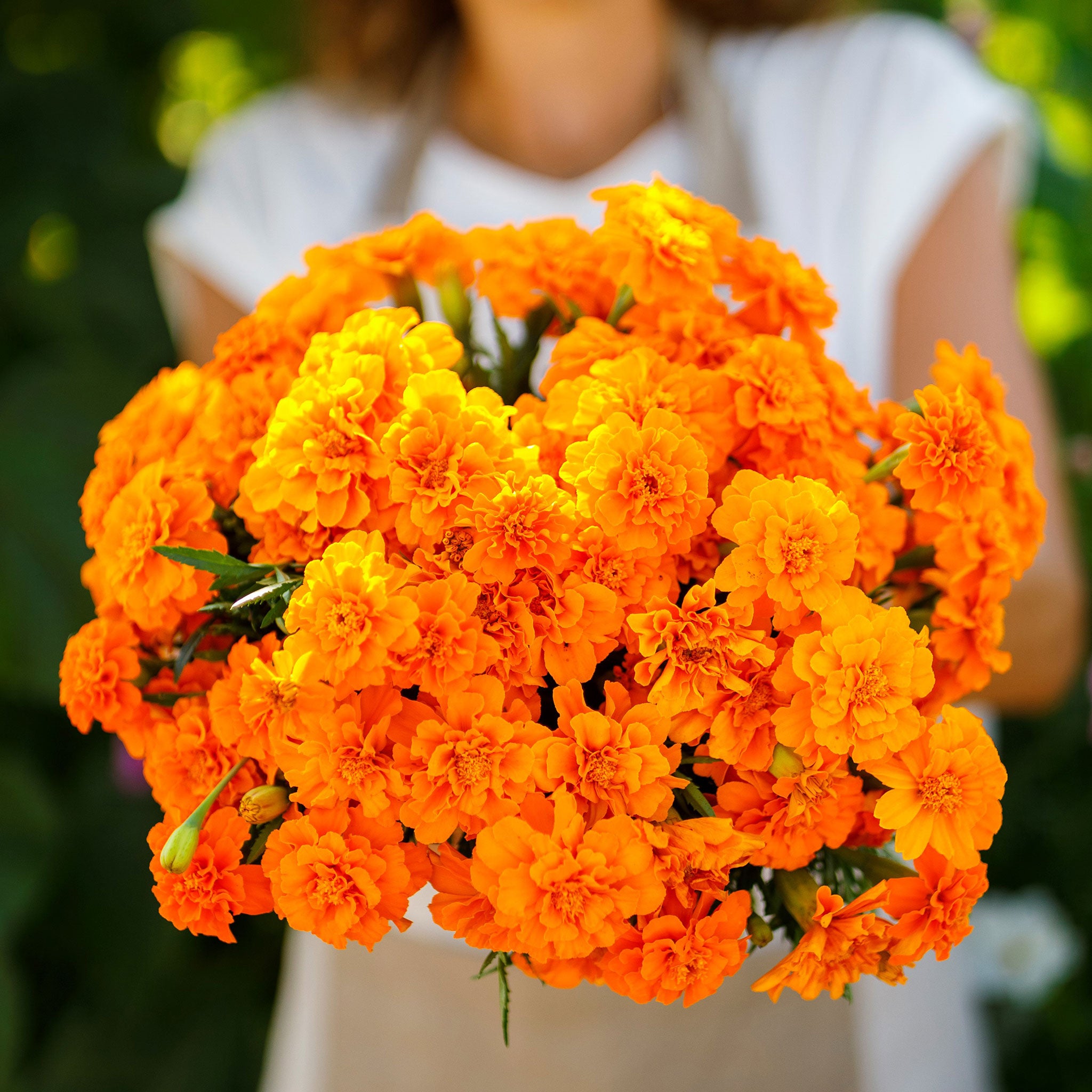 French Marigold Seeds - Tangerine