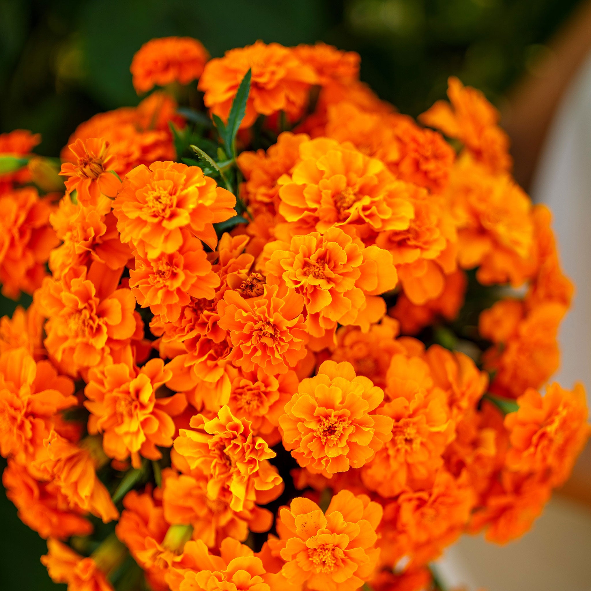 French Marigold Seeds - Tangerine