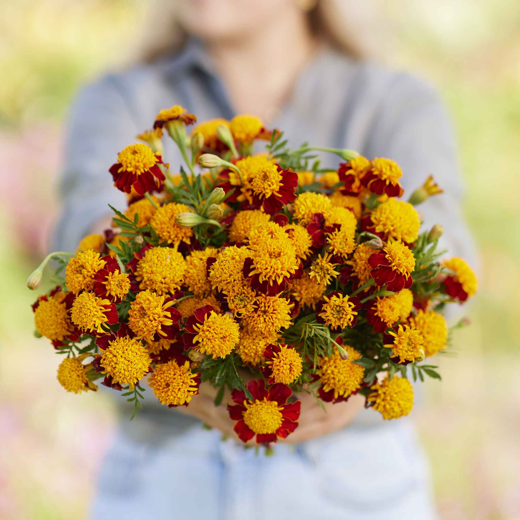 French Marigold Seeds - Tiger Eyes