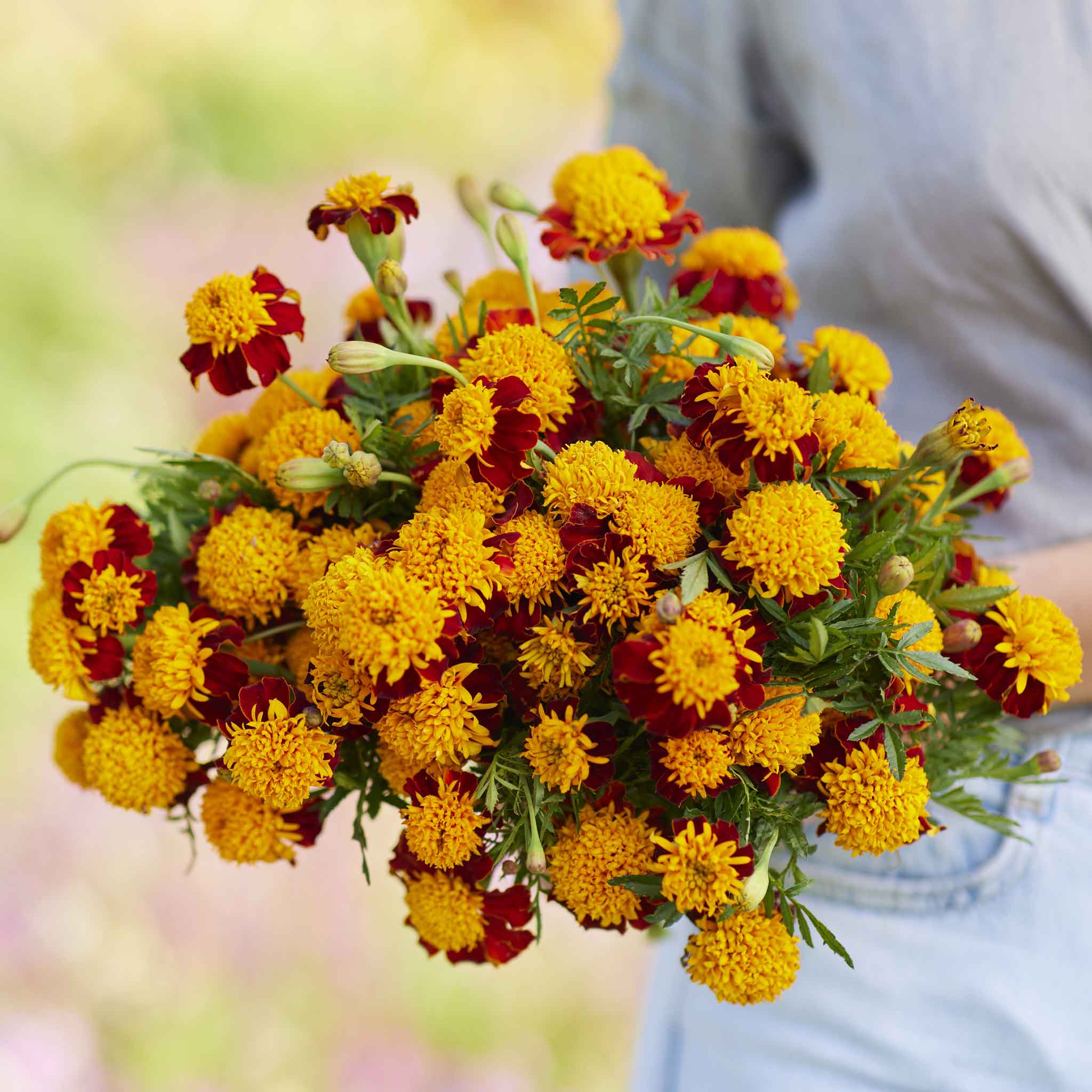 French Marigold Seeds - Tiger Eyes