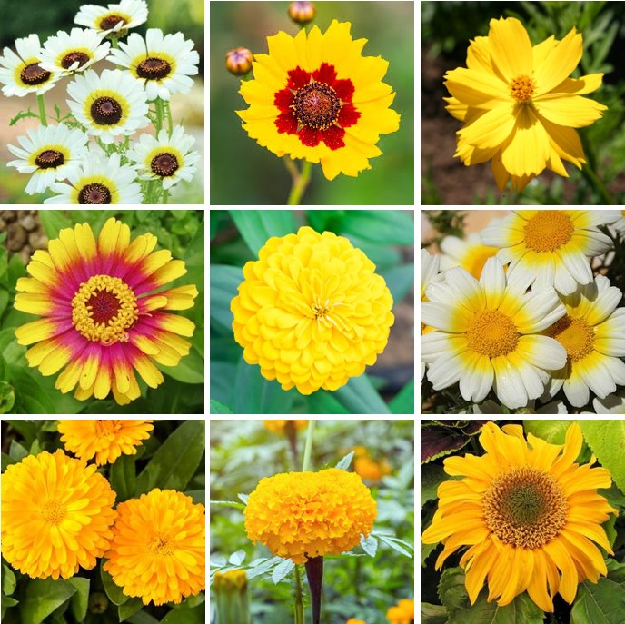 Mellow Yellow - Yellow Flower Seed Mix