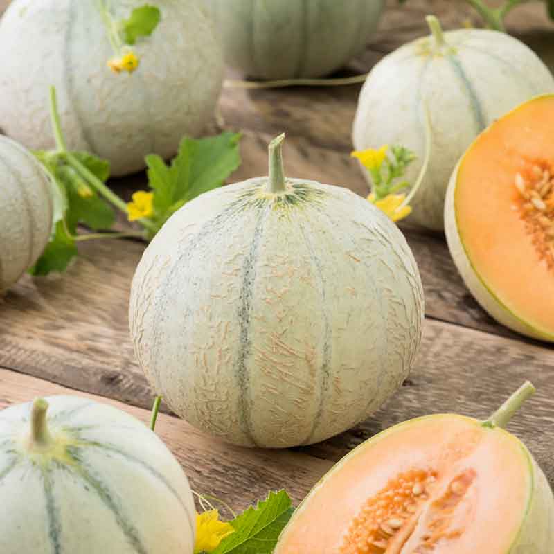 Melon Seeds - Charentais