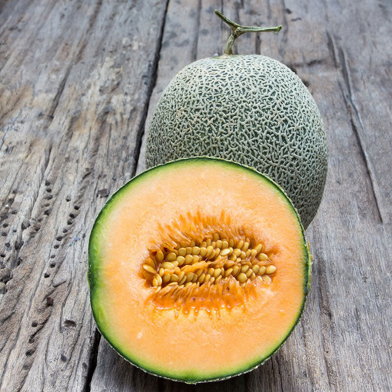 Melon Seeds - Edisto 47