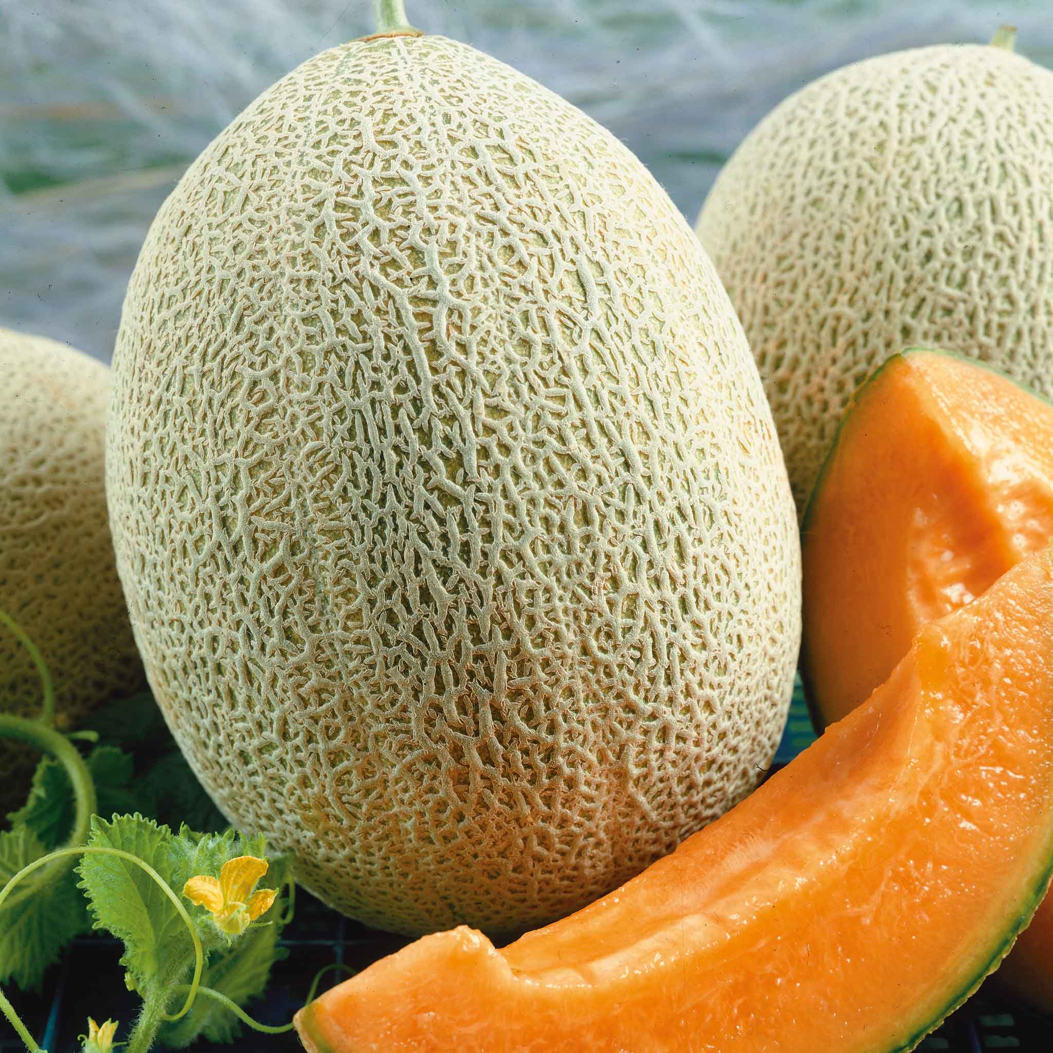 Melon Seeds - Hales Best Jumbo