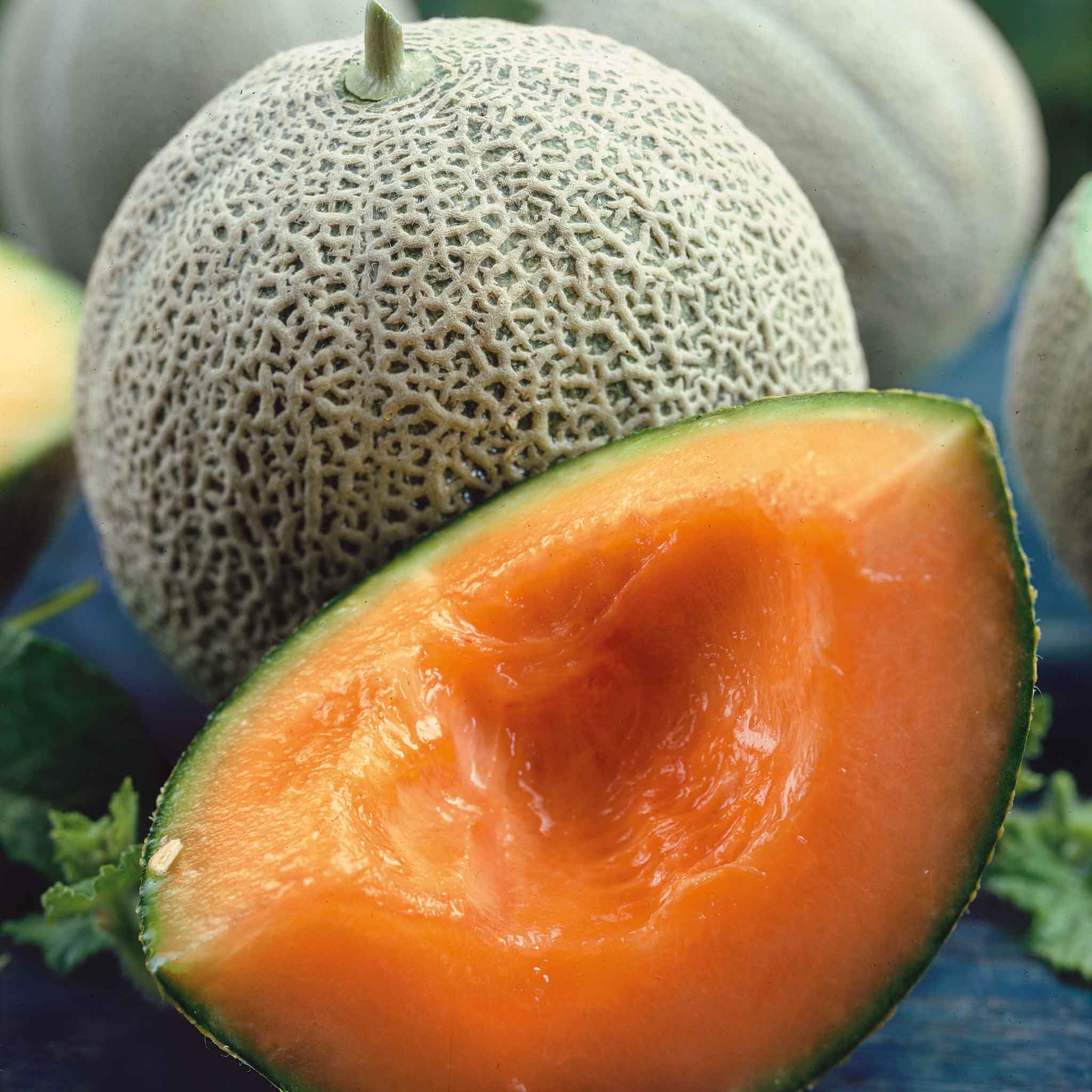 Organic Melon Seeds - Honey Rock