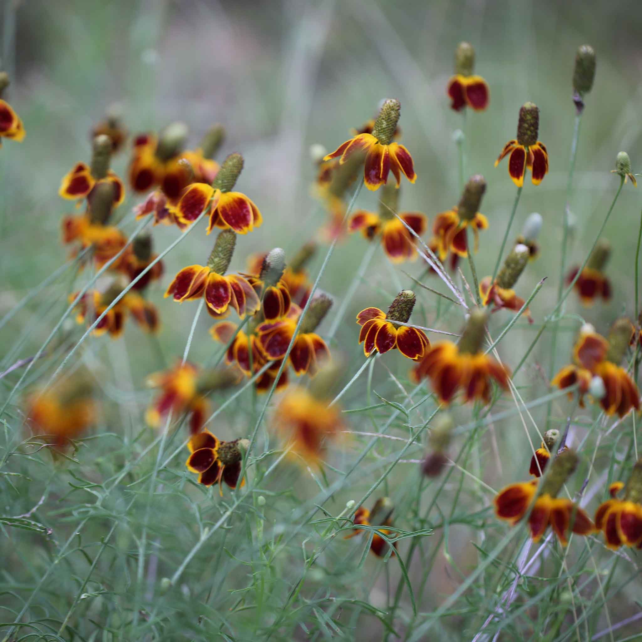 Mexican Hat Seeds