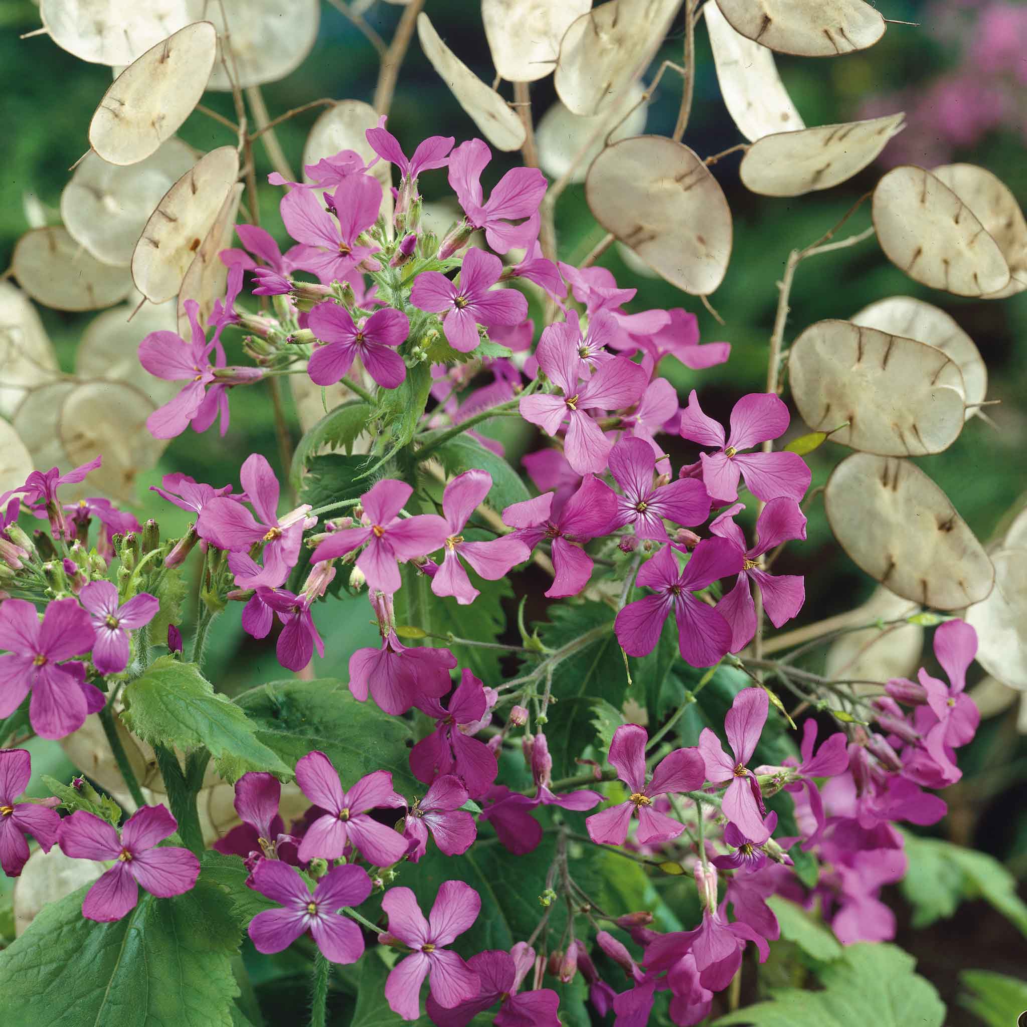 Money Plant Seeds - Lunaria Annua Violet