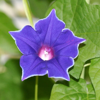 Morning Glory Seeds - Blue Picotee