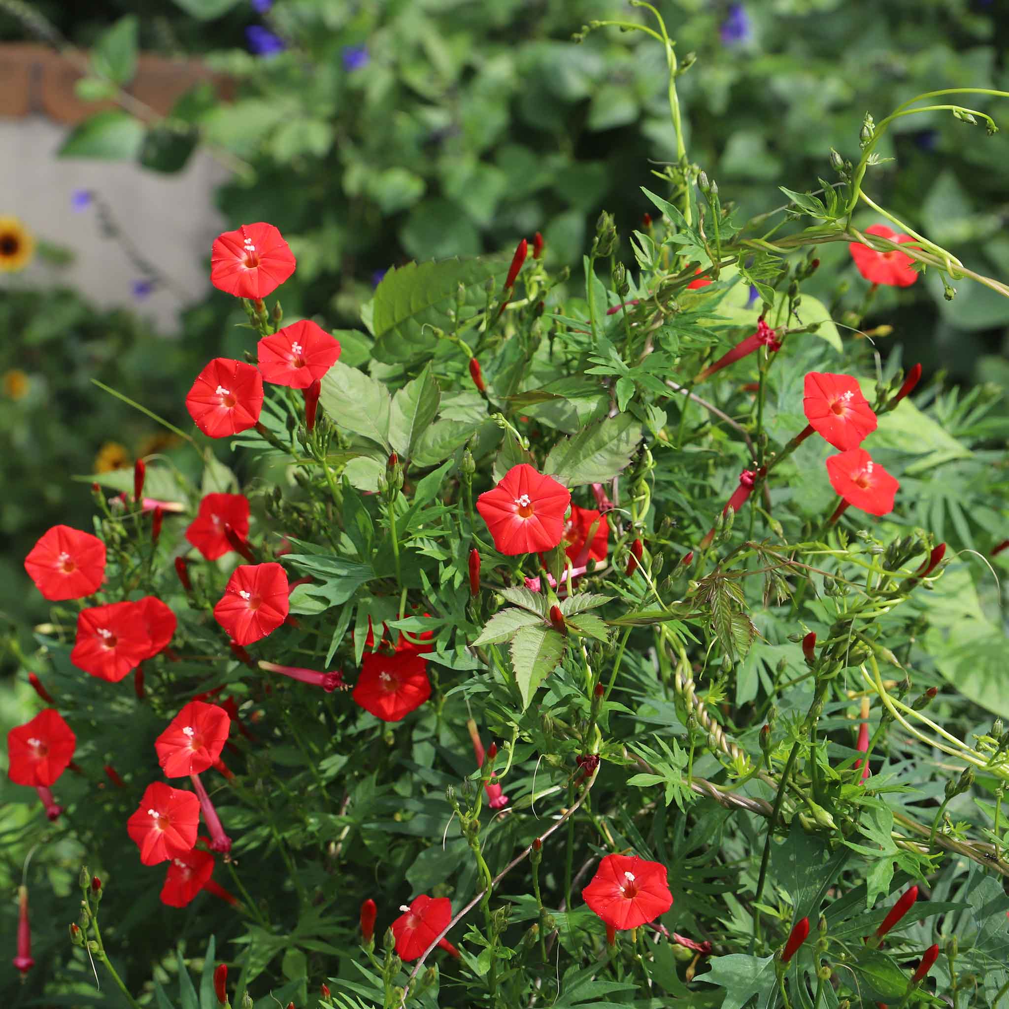 Cardinal Climber Seeds