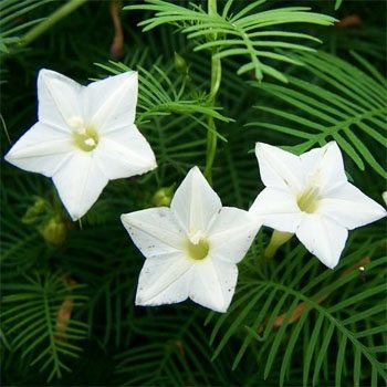 Cardinal Climber Seeds - White