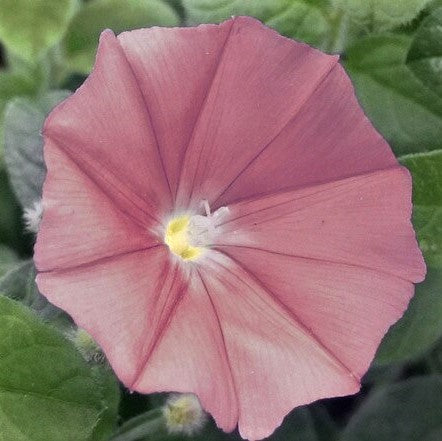 Morning Glory Seeds - Chocolate