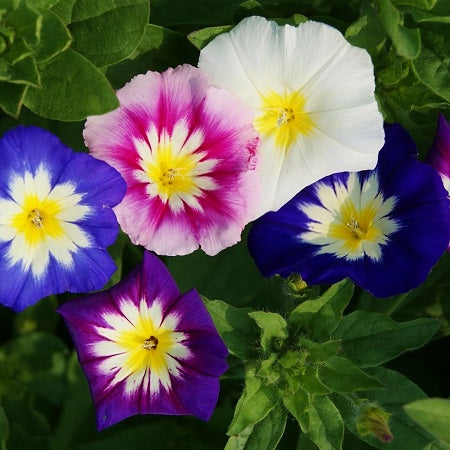 Morning Glory Seeds - Mixed