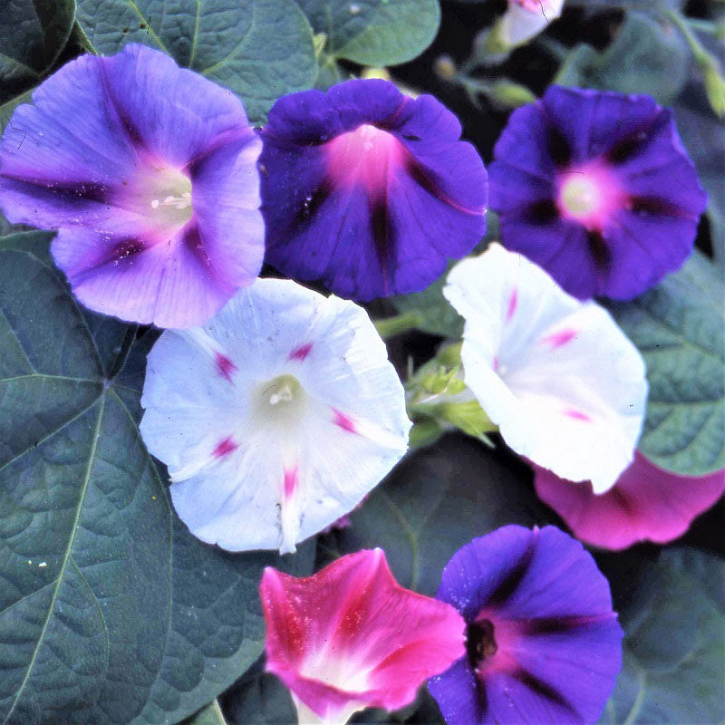 Morning Glory Seeds - Fieldgrown Mix