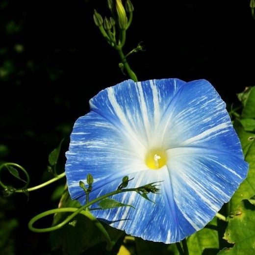 Morning Glory Seeds - Flying Saucers