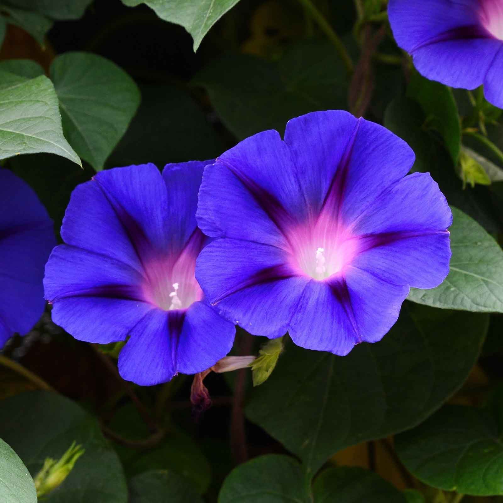 Morning Glory Seeds - Grandpa Ott