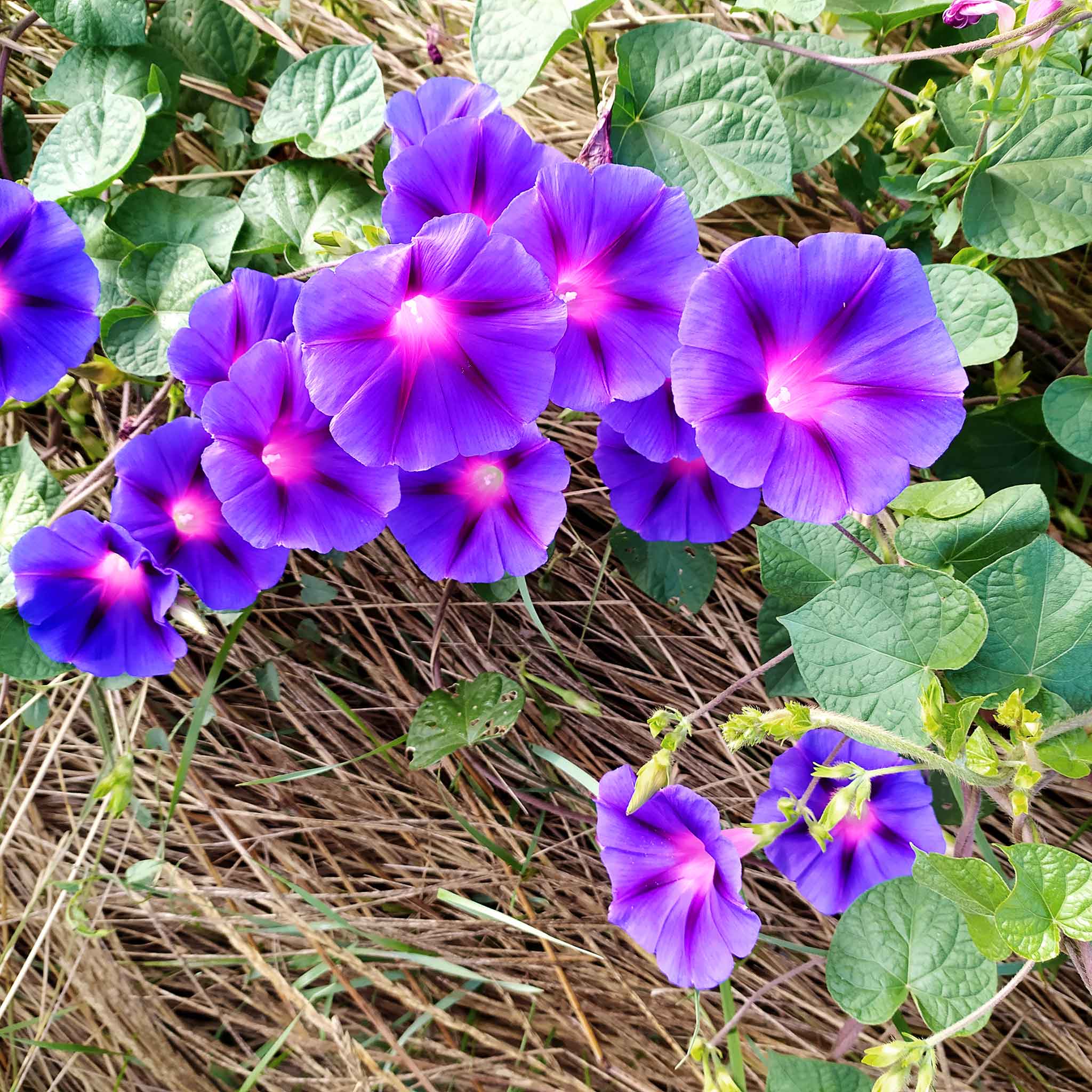 Morning Glory Seeds - Grandpa Ott