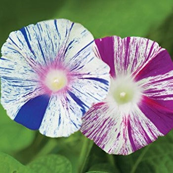 Morning Glory Seeds - Harlequin Mix