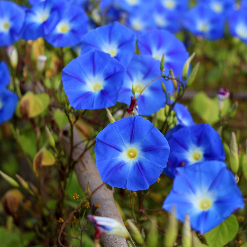 Morning Glory Seeds - Heavenly Blue