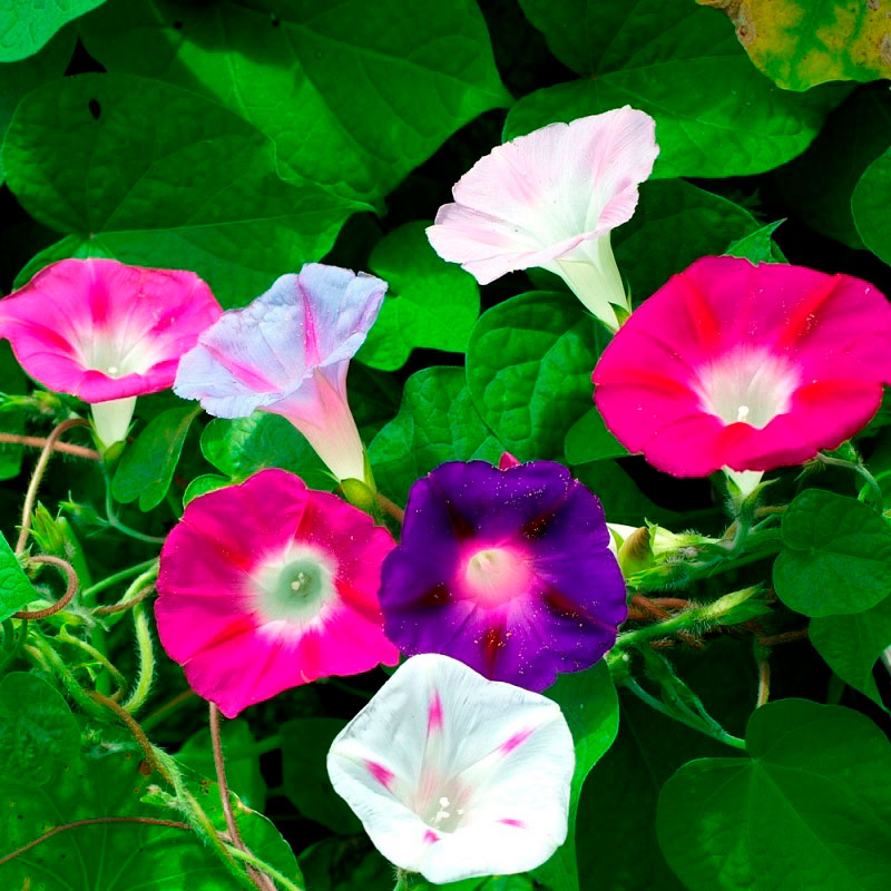 Morning Glory Seeds - Imperial Mix