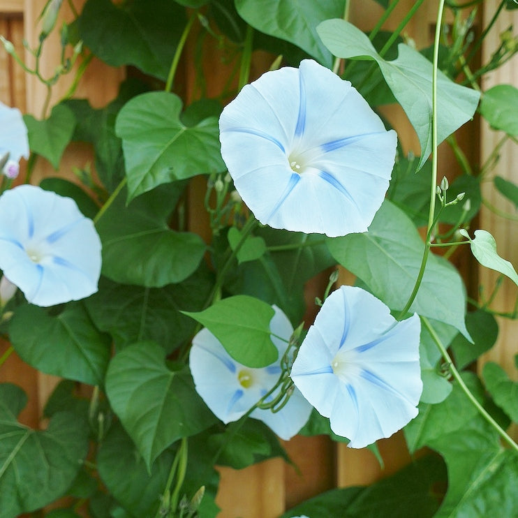 Morning Glory Seeds - Ismay