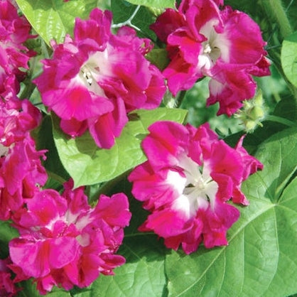 Morning Glory Seeds - Japanese Ruffled