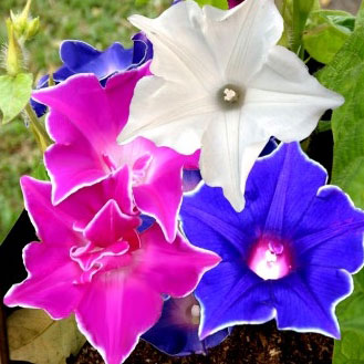 Morning Glory Seeds - Kikyo-Zaki Mix