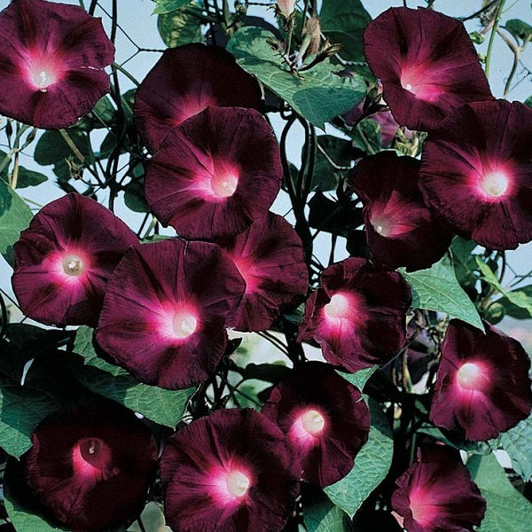 Morning Glory Seeds - Knowlians Black