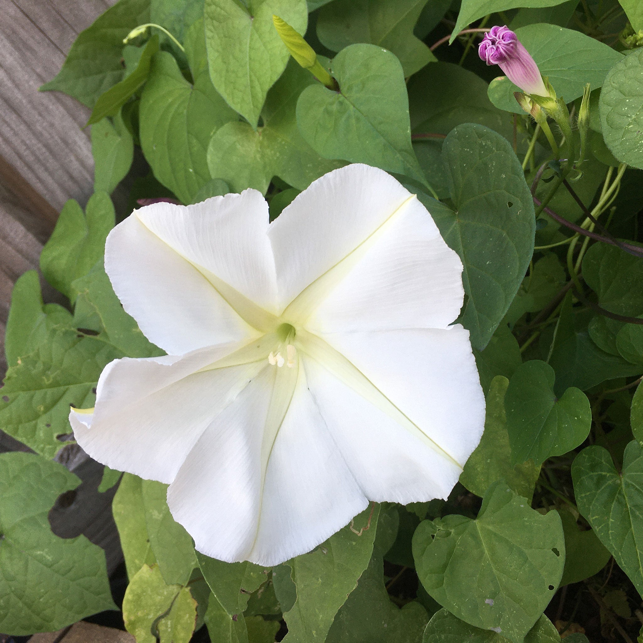 Moonflower Seeds