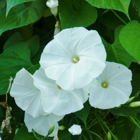 Morning Glory Seeds - Pearly Gates