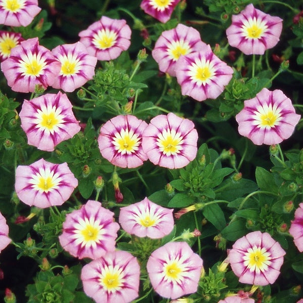 Morning Glory Seeds - Rose Ensign